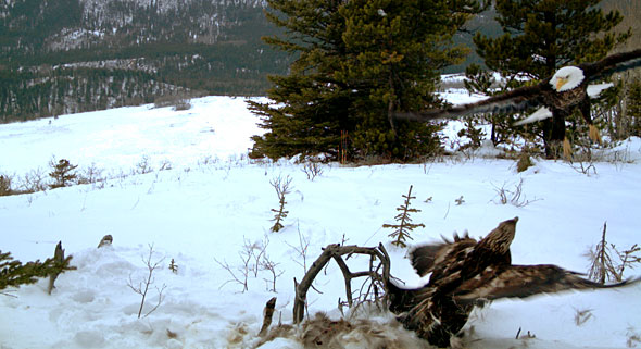 Bald eagle and golden eagle