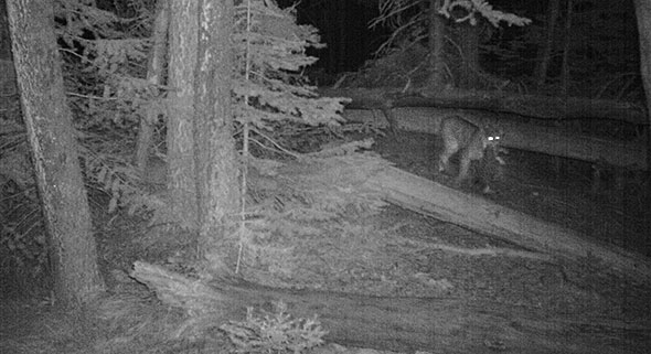 Canada Lynx