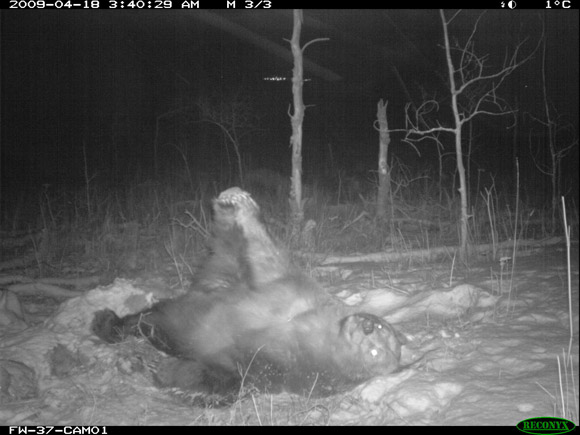 Happy grizzly bear, Waterton Lakes National Park