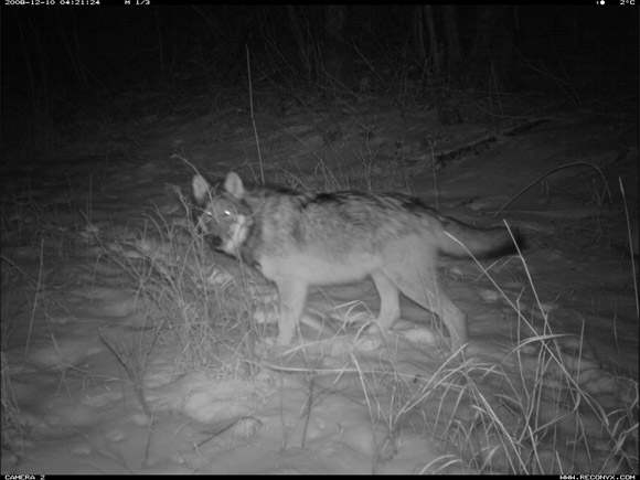 Wolf, Waterton Lakes National Park