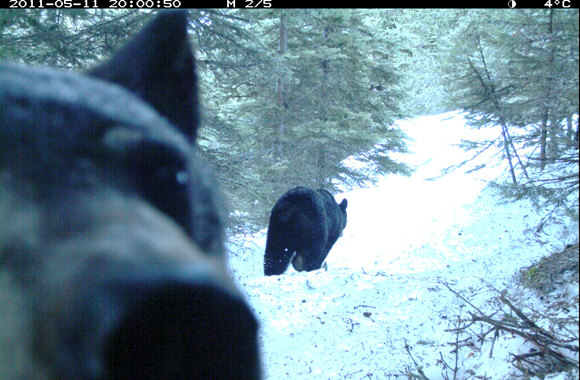 Black bear