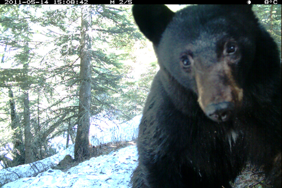 Black bear