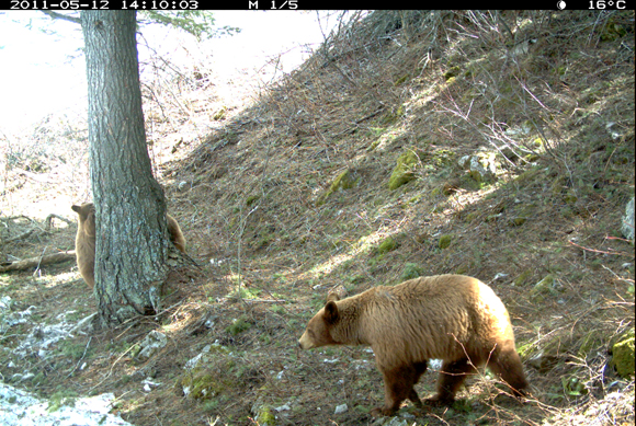 Black bear, mom and cubs