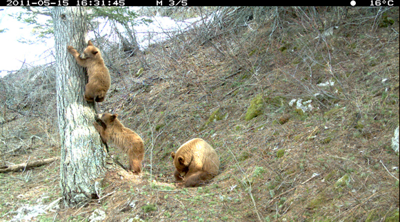 Black bear, mother and cubs