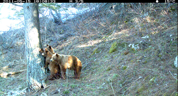 Black bear, mother and cubs