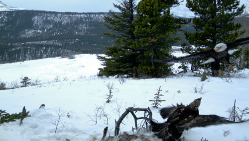 Bald eagle and Golden eagle