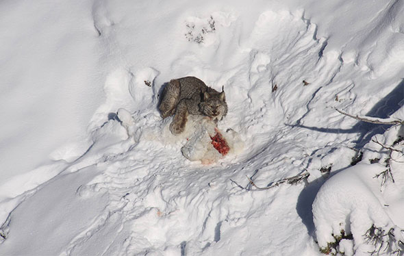 Canada Lynx