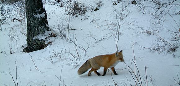 A red fox