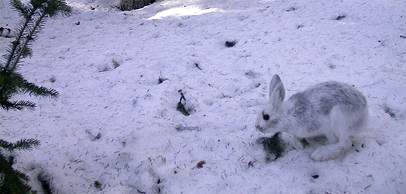 Snowshoe hare