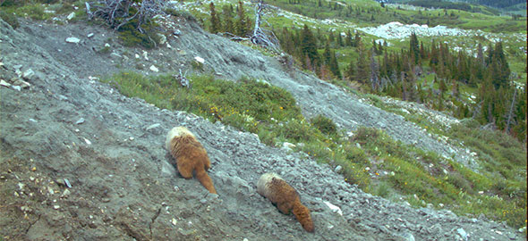 Hoary Marmot