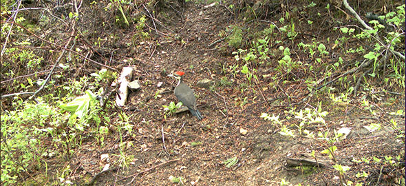 Pileated Woodpecker