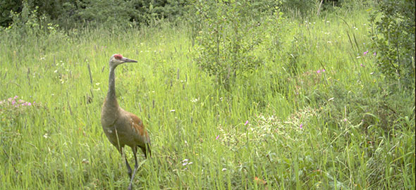 Sandhill Crane