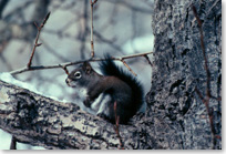 Red squirrel sitting in crux of a tree branch