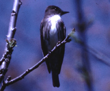 Olive-sided Flycatcher