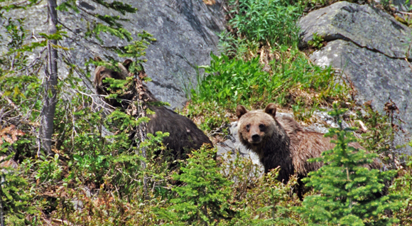 Grizzly bears