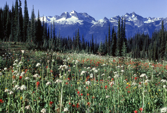 Wildflower meadow at Mount Revelstoke