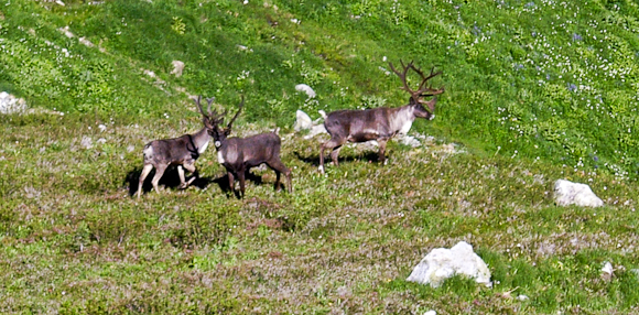 Mountain woodland caribou