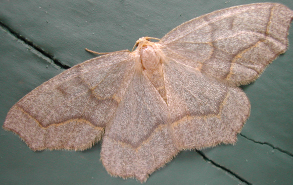 Western Hemlock Looper
