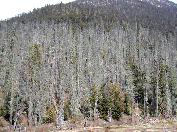 Hemlock looper outbreak