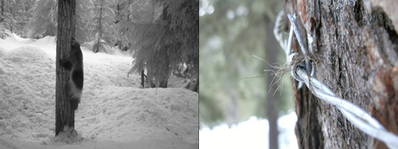 Wolverine hair collected using barbed wire for DNA analysis.
