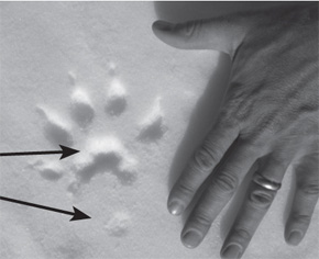 a wolverine print in the snow
