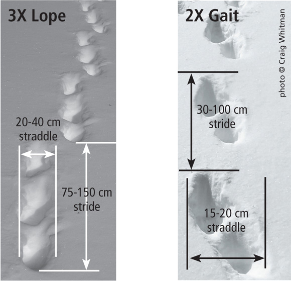 wolverine prints in the snow