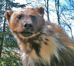 Wolverine - Gulo Gulo