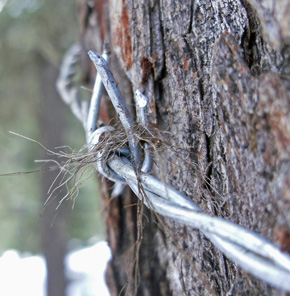 Wolverine hair samples