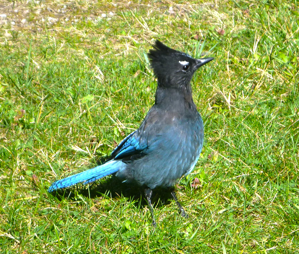 Steller's Jay