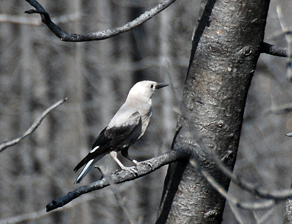 Clark's Nutcracker