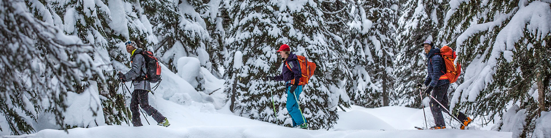 Three skiers touring in the snowy woods