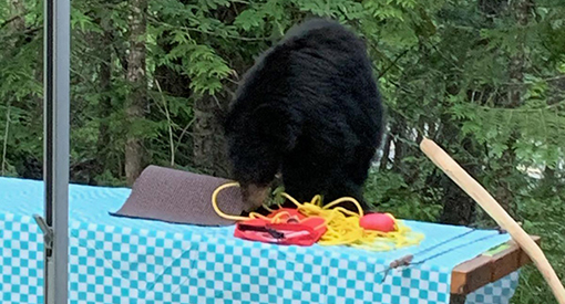 Black bear on top of a picnic table