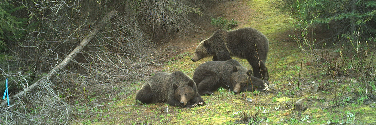 Three juvenile grizzly bears in a forest clearing