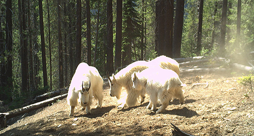 Trail camera photo of three mountain goats surrounded by trees