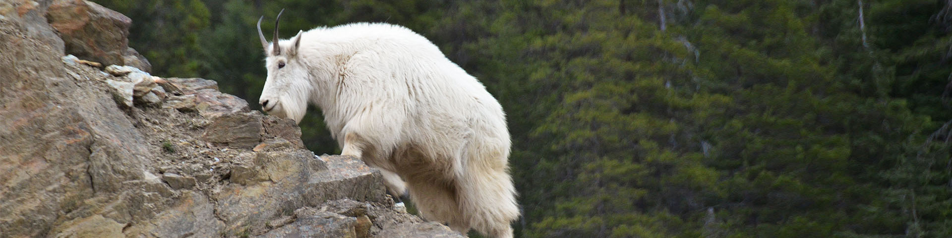 A mountain goat on a rocky slope in Glacier National Park