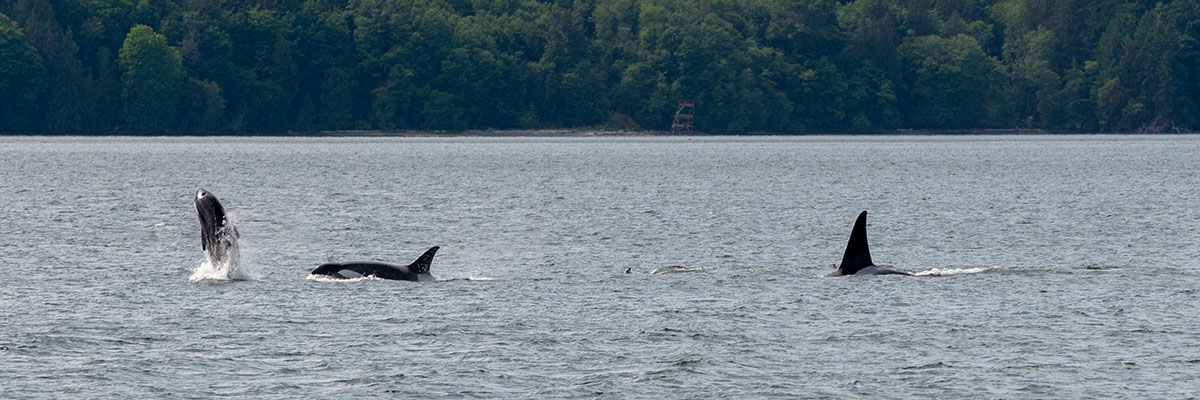 Two killer whales swimming in the foreground with  boats in the distance behind them.