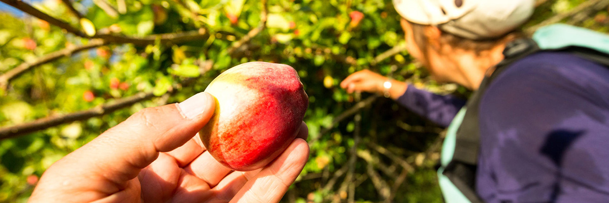 Two campers take a close-up look at one of the fruit trees in the orchard at Shingle Bay campground on Pender Island