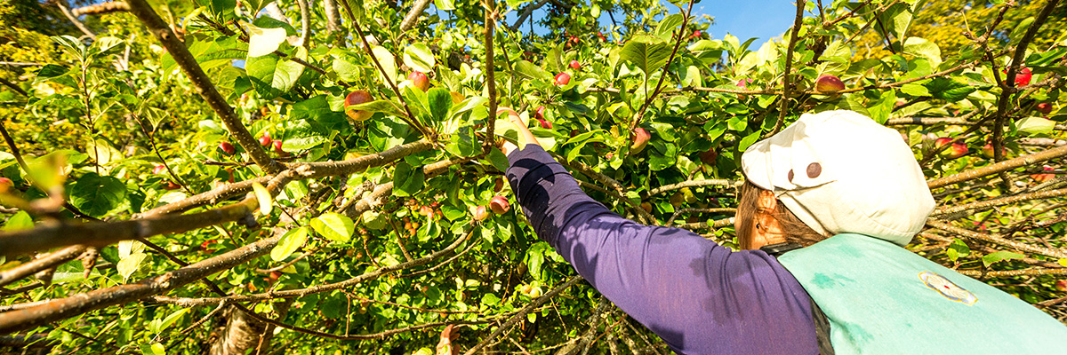 Two campers take a close-up look at one of the fruit trees in the orchard at Shingle Bay campground on Pender Island