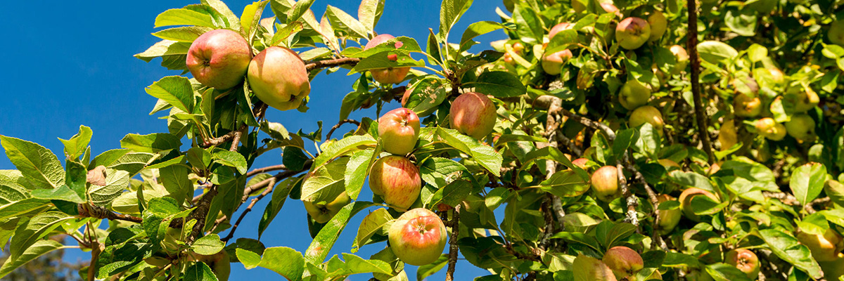 A heritage apple tree basks under a summer blue sky at Roesland, on Pender Island