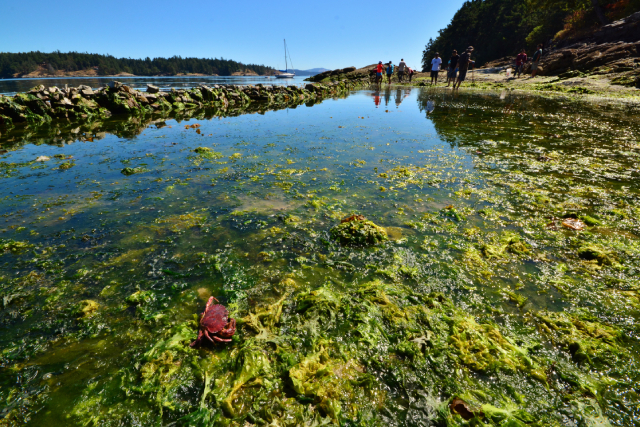 Clam garden wall with rock crab.