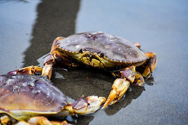 Two Dungeness crabs with yellow and purple undertones are facing each other on a beach.