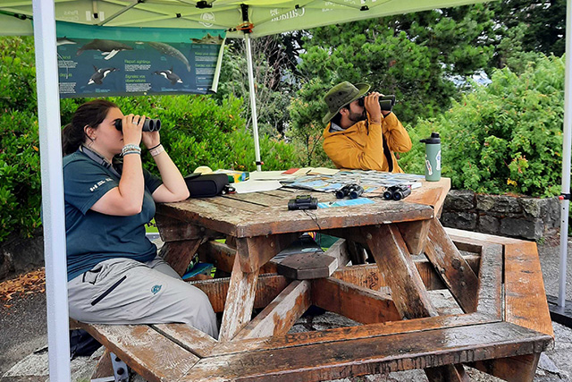 Two Parks Canada students sit at a picnic table, using binoculars under a 10x10 tent with a marine mammal sign. 