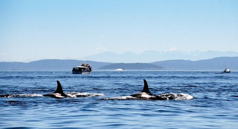 Two Southern Resident Killer Whales swim through the ocean around Gulf Islands National Park Reserve. Two boats observe the whales from a distance. 