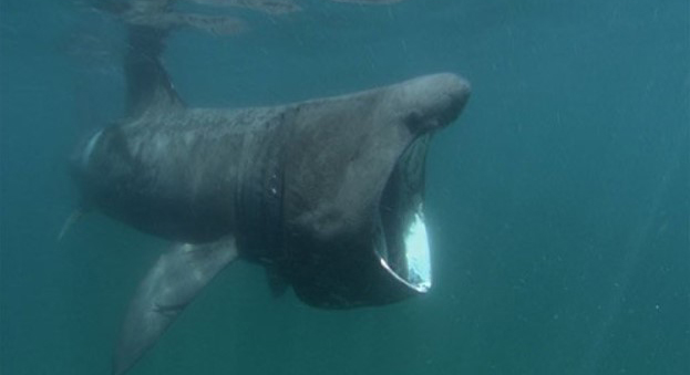 Pleins feux sur les espèces : le requin pèlerin