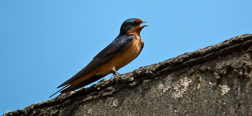 Hirondelle rustique sur le toit d’une grange.