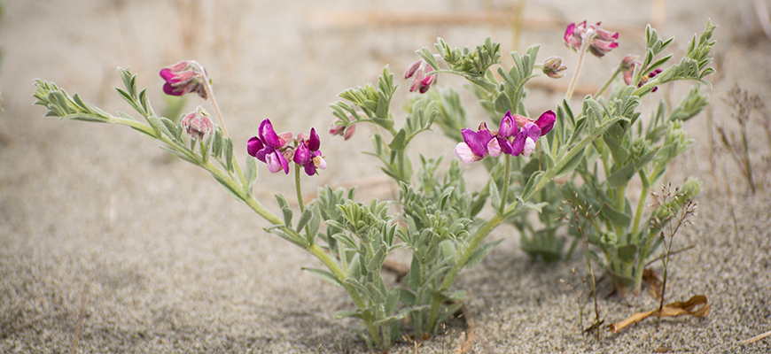 flowering Silky Beach Pea plant in the sand.