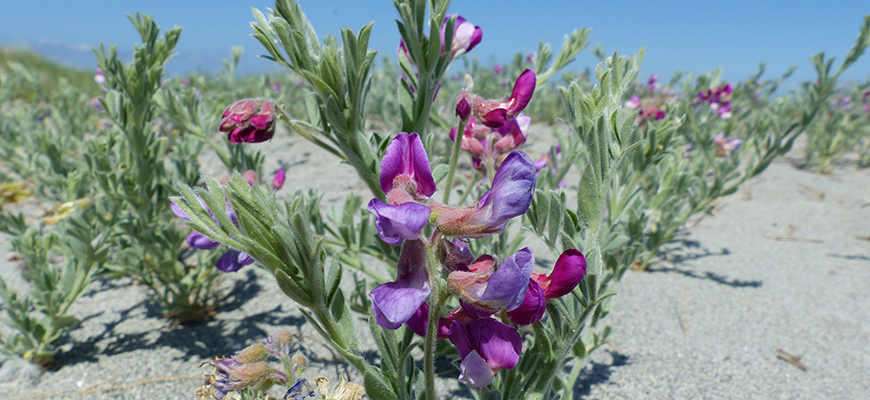 Gesse littorale en fleur dans le sable.