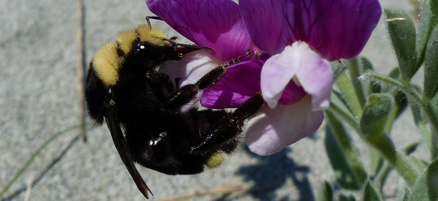 Abeille sur une fleur.