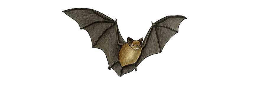 Illustration of a little brown bat