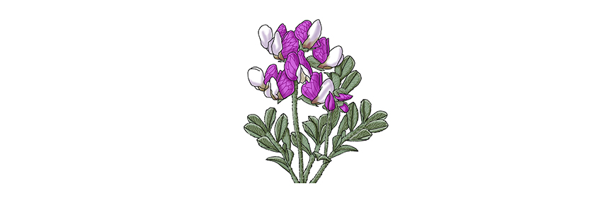 Illustration of a silky beach pea plant